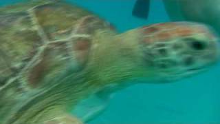 preview picture of video 'barbados 4 swimming with turtles'