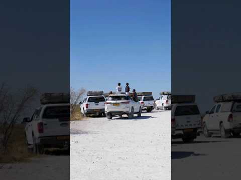 6 lions and 1 leopard #canon #namibia #etoshanationalpark #lion #leopard