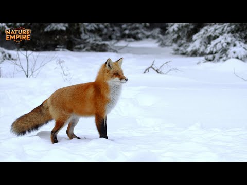 HOKKAIDO SELVAGGIO | Sopravvivenza Estrema nella Terra Più Gelida del Giappone - Documentario