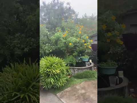 #shorts CHUVA IRARÁ-BA. 24/04/2026. #chuvasdosertao #chuva #sertão #nordestearretado #bahia #chuvas