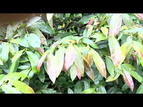 Chăm sóc mai đâu năm tới giờ là 11 tháng 7 âm lịch anh em xem tham khảo có đạt chưa