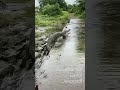 Breath Taking Moment At Jatashankar Girnar Junagadh Shorts