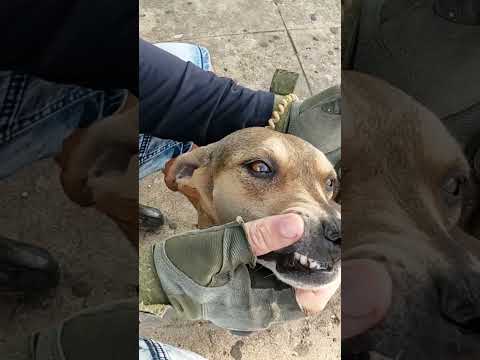 Chuli es Famosa en Quemado de Güines!!! #cuba