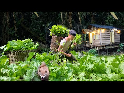 2 Year Alone in the Forest,Gardening & Harvesting Vegetables for Sale, Living with puppies.Off Grid