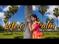 Life Of Palm EP1 The Tree That Sweetens Village Life ️