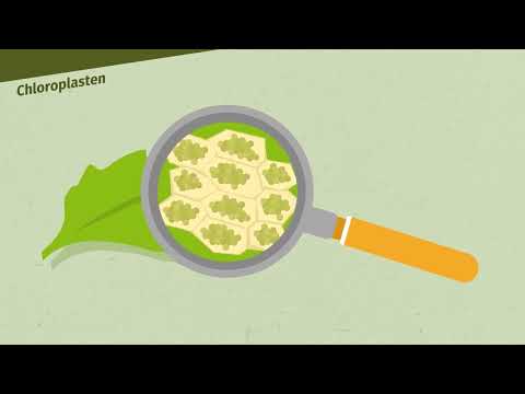 Chloroplasten – Bau und Funktion (Basiswissen) einfach erklärt | sofatutor