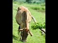 Tadkeshwar Mahadev Temple Valsad Gujarat Bholenath Shortvideo Shorts