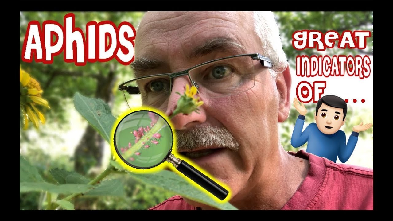APHIDS are GREAT INDICATORS of... - YouTube
