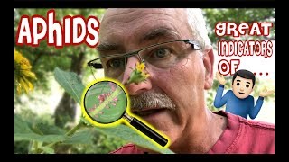 APHIDS are GREAT INDICATORS of...