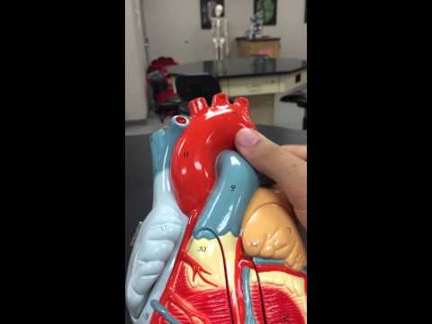 Heart Model 2