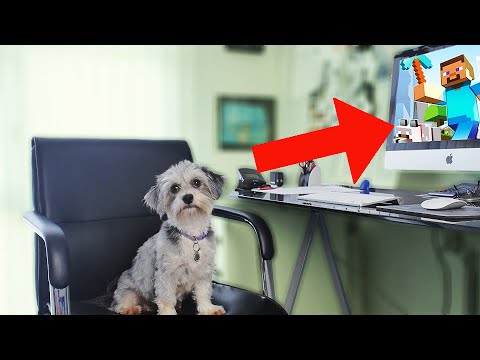 Bubbi Spiller Minecraft