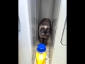 Cat Trapped Behind Washing Machine