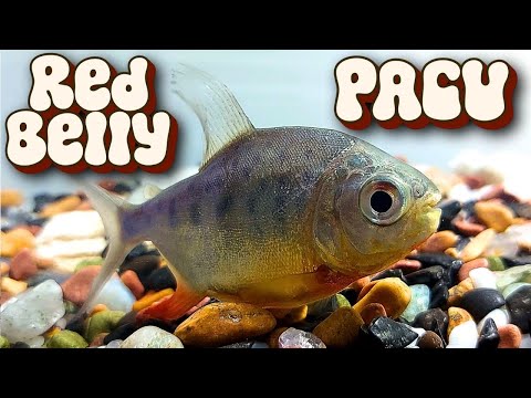 Red Belly Pacu Piaractus brachypomus herbivore Amazon