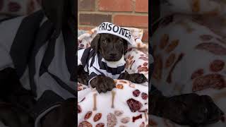 Video preview image #1 Mutt Puppy For Sale in Goodyear, AZ, USA