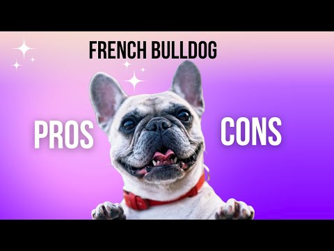 French Bulldog: Should You Get One? | French Bulldog Pros and Cons