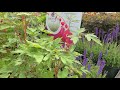 Dicentra 'Valentine' (Old Fashioned Bleeding Heart) // New, Red❤️ Form of a Timeless BEAUTY