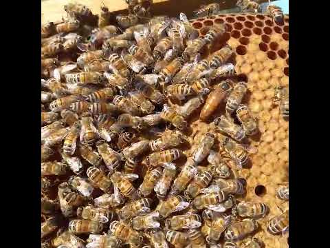 Ape nera sicula confronto alla Ligustica (PARTE 2)