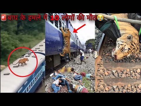 Alert⚠️ 10 People Killed in Tiger Attack😭Just Stop Now🙏Tiger Attack In Humans Jungle Safari Vlog ...