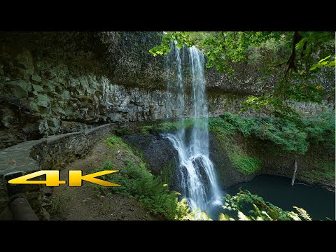 image-What kind of trees are in Silver Falls State Park?