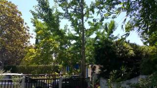 How Trees Can Help Your Feng Shui