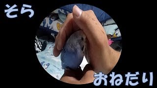 【インコのそら】なでなでを求める