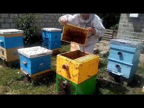 ПРОСТОЙ СПОСОБ КАК ИСПРАВИТЬ ПЧЕЛУ ТРУТОВКУ с помощью объединения пчелосемей