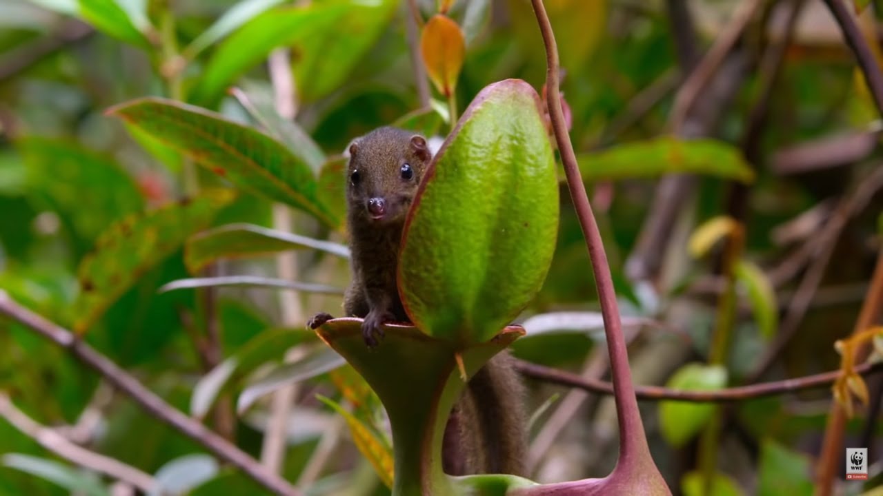 How to Save Our Jungles