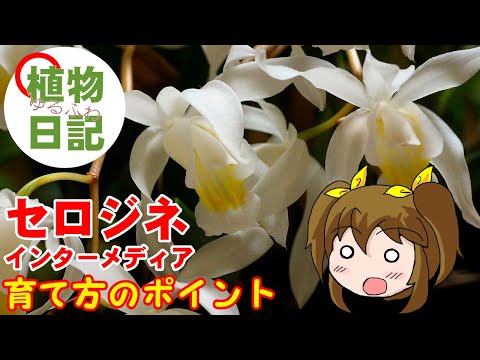 セロジネ・トメントーサ