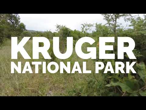 Kruger Park Snare Removal Project