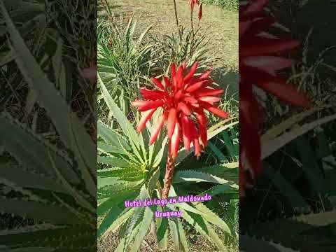 Laguna del Sauce Maldonado Uruguay