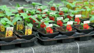 Blumen Korner - alles rund um Garten und Balkon