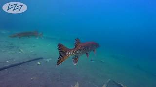 preview picture of video 'Underwater in Finland - Following Fish in a Crystal Clear Lake'