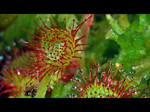 HEIMAT NATUR | Trailer deutsch german [HD]