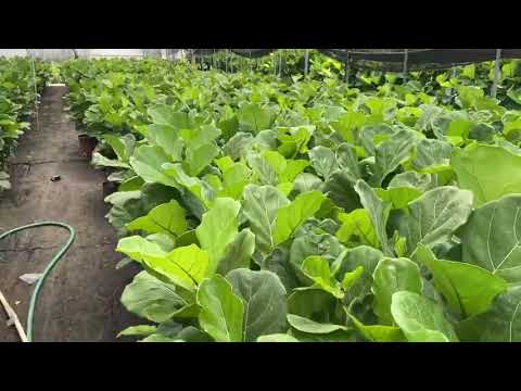 ficus lyrata fiddle leaf fig houseplants