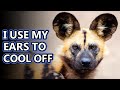 African Wild Dog Facts The Painted Wolf Animal Fact Files