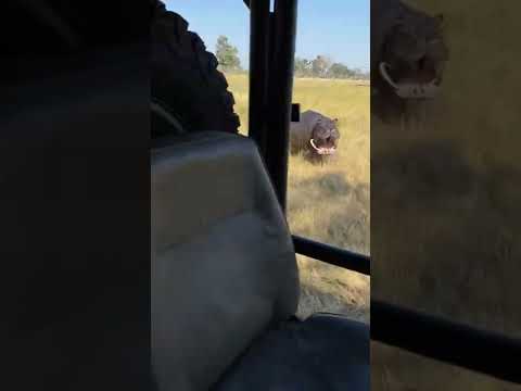 Hippo attack on African safari