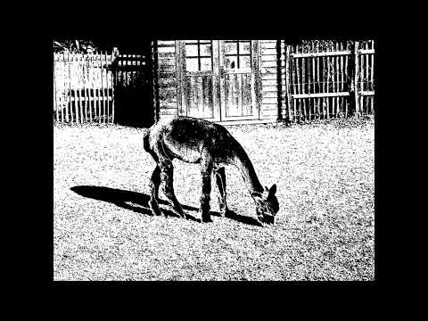 Alpaka Rodeo - Herdentier