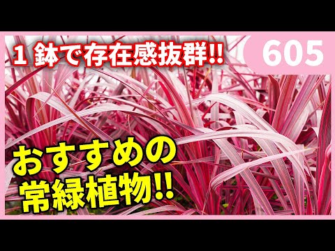 園芸 コーカソイドルリヂサ