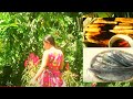 Yummy Cooking Snakehead Fish Catfish Recipe