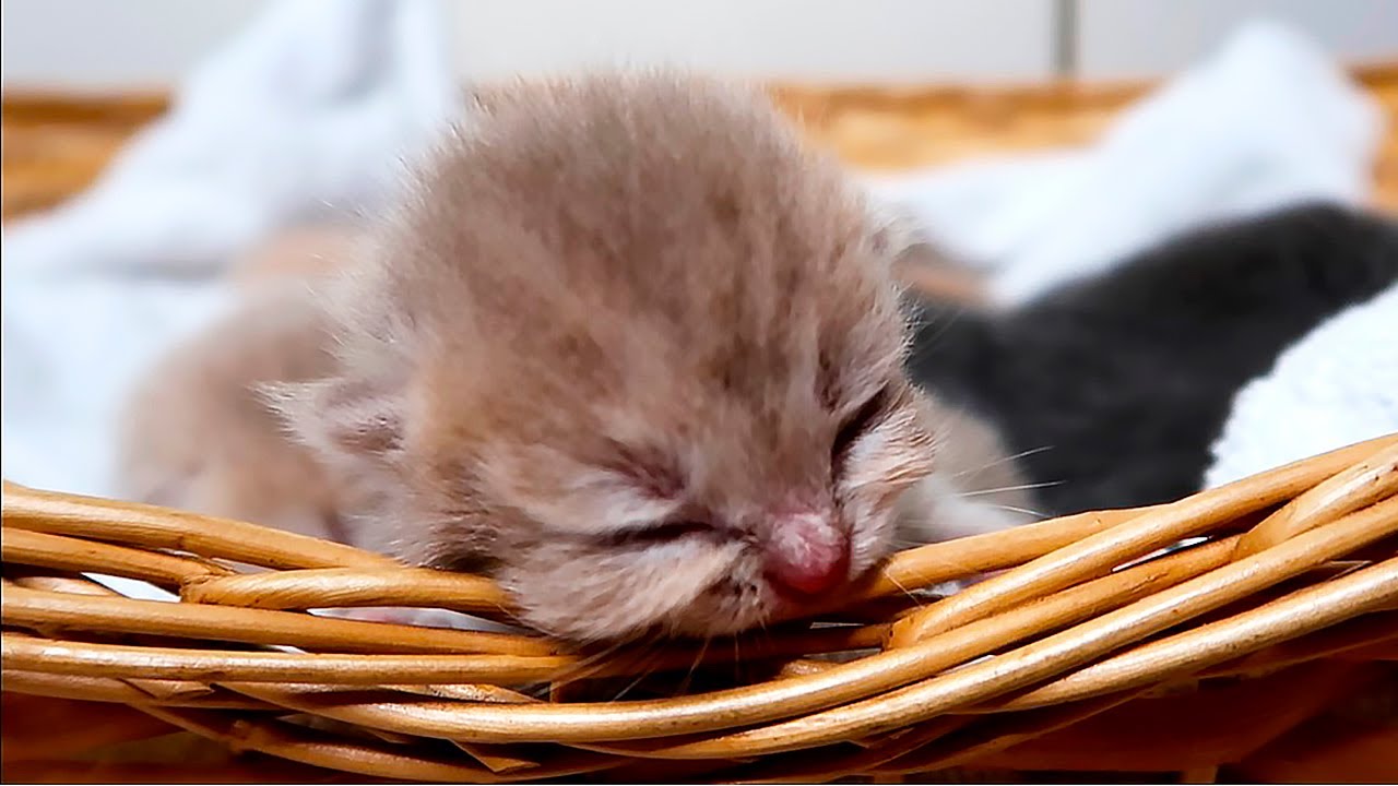 Kitten Rescue from the Mom cat Who sat on Him! Please turn on subtitles
