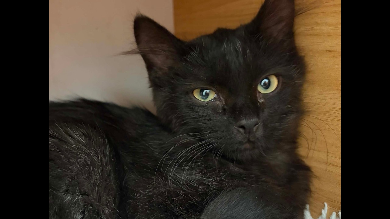Enlarge Curly, a Adoptable mixed breed in Republic, WA video 6/6