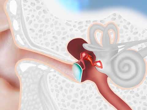 L'orecchio e l'udito