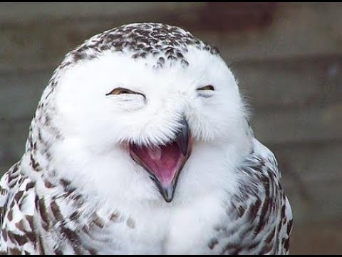 Búhos divertidos en compilación #1 (owls cute compilation)