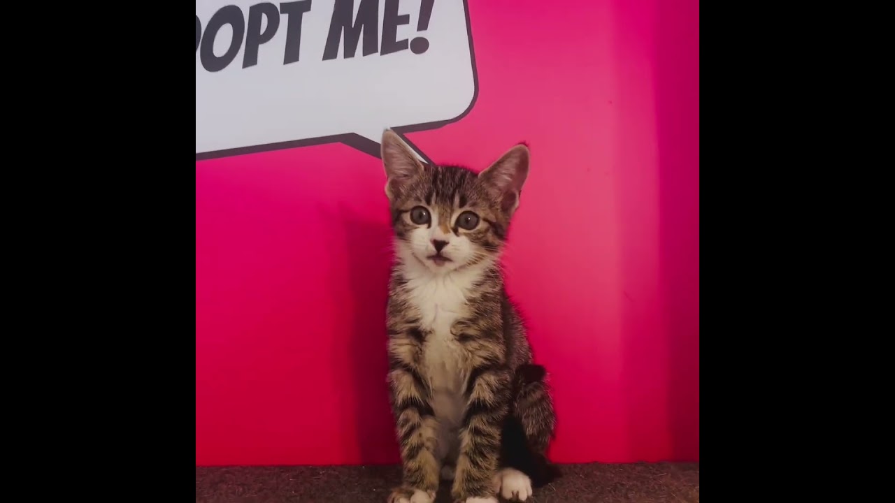 Enlarge Michi, a Adoptable Tabby in Santa Clarita, CA video 2/2
