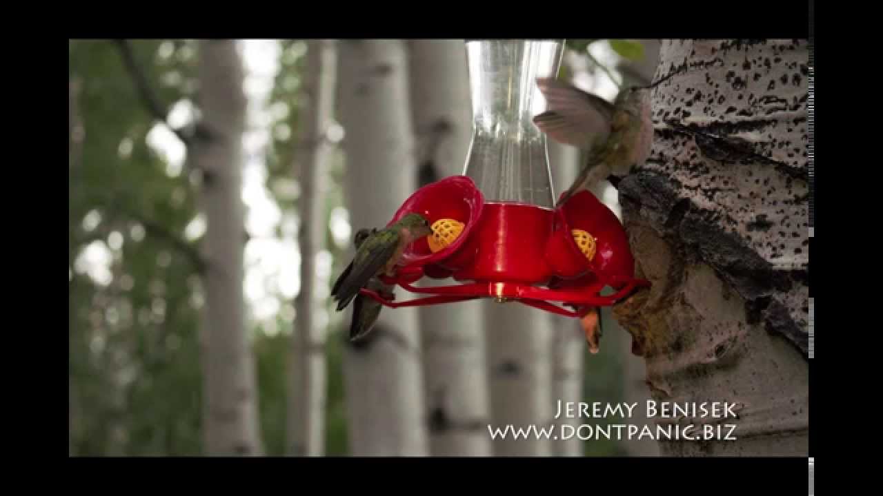Video: Humming Bird Edition in Vega Colorado 2015 by Jeremy Benisek www.dontpanic.biz