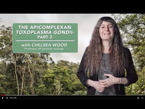 The apicomplexan Toxoplasma gondii - Part 2