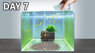 Shrimp Tank Setup in 7 Days! Would it work?