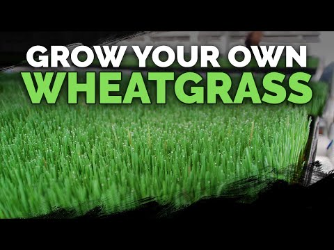 How to Grow Microgreens from Start to Finish COMPLETE GUIDE