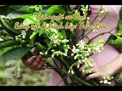 Gửi người xa Huế Sheet - Trần Liêu