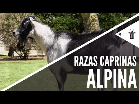 , title : 'Alpina | Razas caprinas'